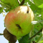 Appel - Berglander/Vlaamse Bellefleur