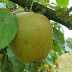 Appel - Boskoop/Schone van Boskoop