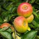 Appel - Court Pendu Rosat