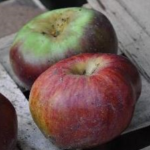 Appel - Dubbele Bellefleur