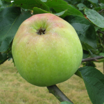 Appel - Franse Bellefleur