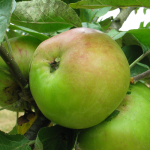 Appel - Jacques Lebel