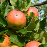 Appel - James Grieve