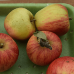 Appel - Reine des Reinettes
