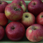 Appel - Sterappel