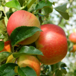 Appel - Rode Boskoop/Rode Goudreinette