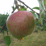 Appel - Sterappel/Sterreinette/Reinette étoillée
