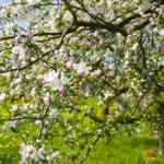 Tips om de juiste fruitboom te kiezen