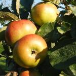 Appel - Jacques Lebel