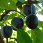 Pruim - Bleue de Belgique