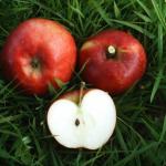 Appel - Radoux