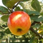 Appel - Reine des Reinettes
