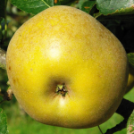 Appel - Reinette de Canada