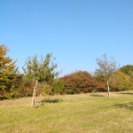 Bloesem- en bessenheg
