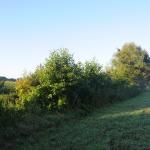 Houtkant droog (30 planten - 12 meter)
