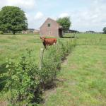 Bijenhaag (doornig, 30 planten - 7 meter)