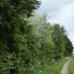 Houtkant nat (30 planten - 12 meter)