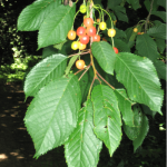 Boskers (zoete kers) - Prunus avium