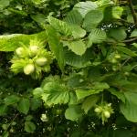 Hazelaar - Corylus avellana