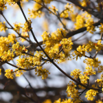 Gele kornoelje - Cornus mas