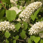 Europese vogelkers - Prunus padus