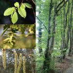 Haagbeuk - Carpinus betulus