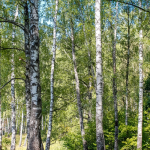 Ruwe berk