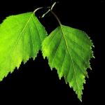Ruwe berk - Betula pendula