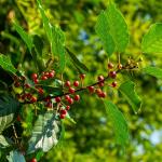 Sporkehout - Frangula alnus