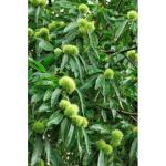 Tamme kastanje - Castanea sativa