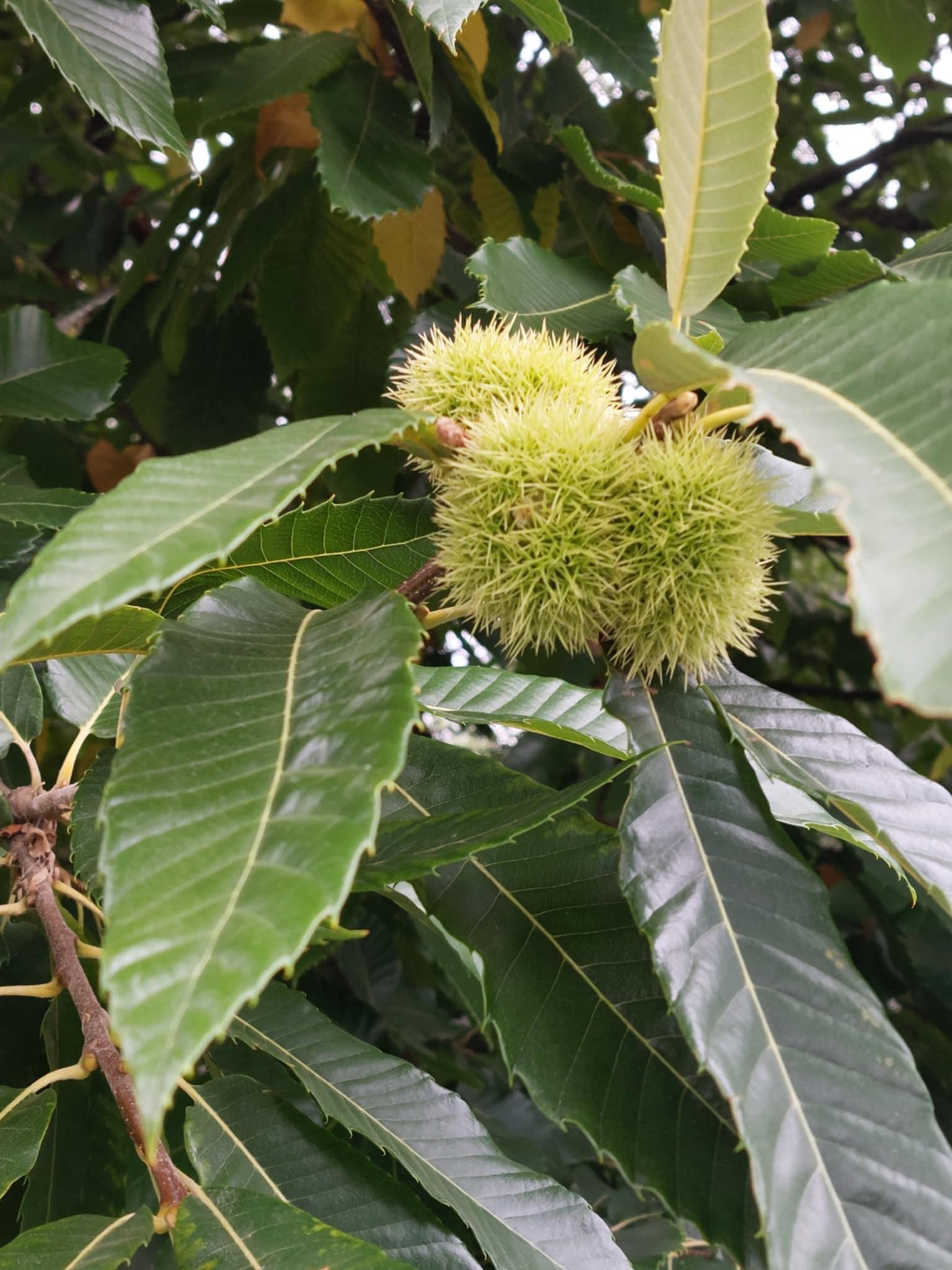 Nieuwe notenbomen in het aanbod: de tamme kastanje en de hazelaar