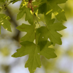 Veldesdoorn - Acer campestre