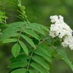 Wilde lijsterbes - Sorbus aucuparia