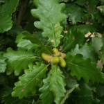 Wintereik - Quercus petraea