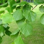 Kleinbladige linde (winterlinde) - Tilia Cordata